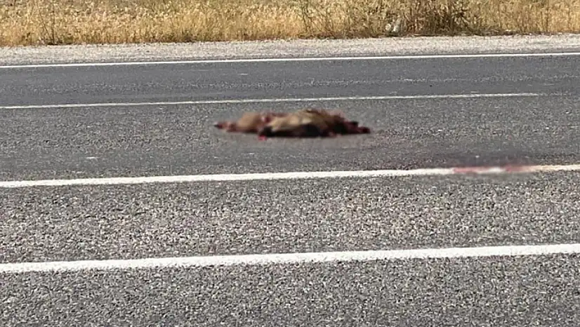 Van'da otomobil domuza çarptı