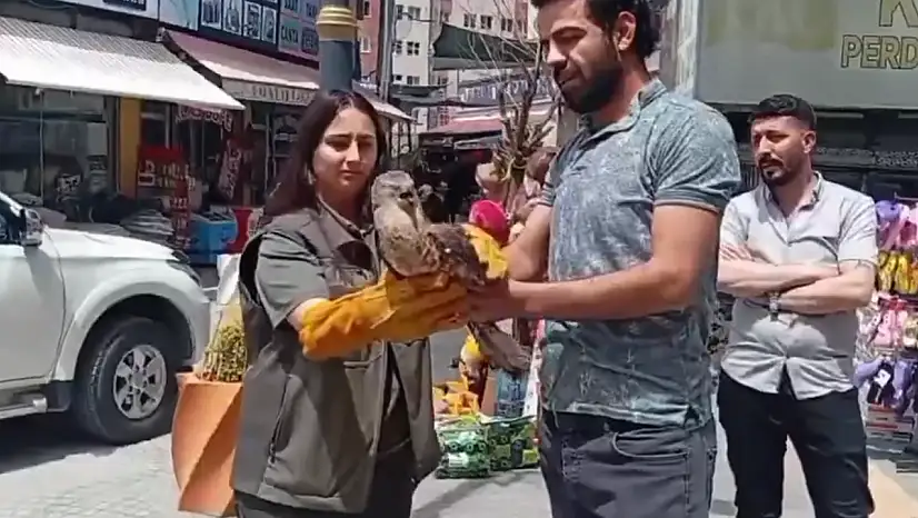Van'da rehabilite edilen yırtıcı kuşlar doğaya bırakıldı