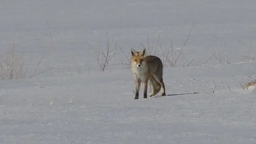 Van'da tilkilerin kar altındaki fare avı görüntülendi