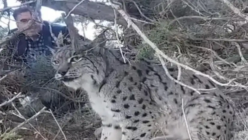 Van'da vaşak görüntülendi