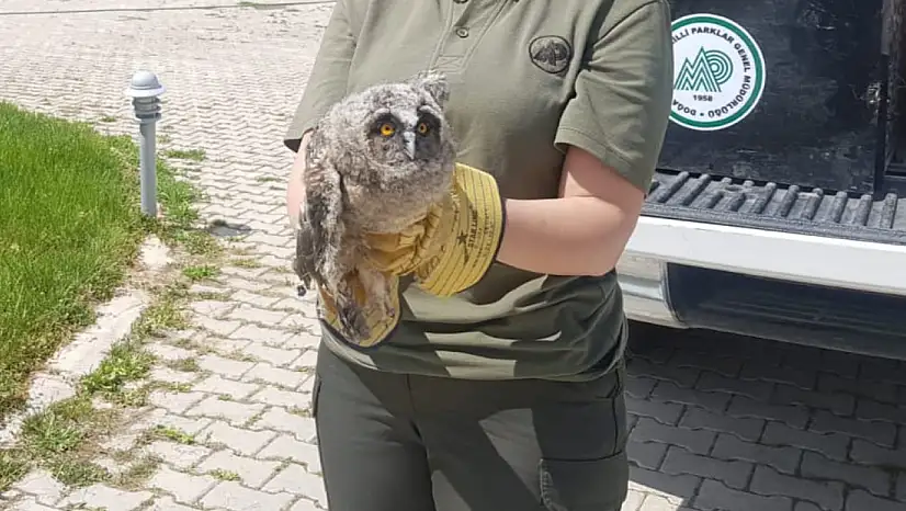 Van'da yaralı bulunan kulaklı orman baykuşu tedavi altına alındı