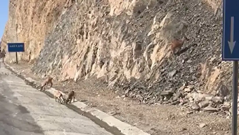 Van kara yolunda su içerken görüntülendiler