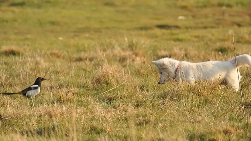 Van kedisine benzetti, fare avlayan köpek olduğu ortaya çıktı