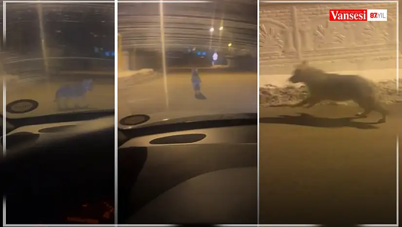 Van'da gece saatlerinde kurt görüldü
