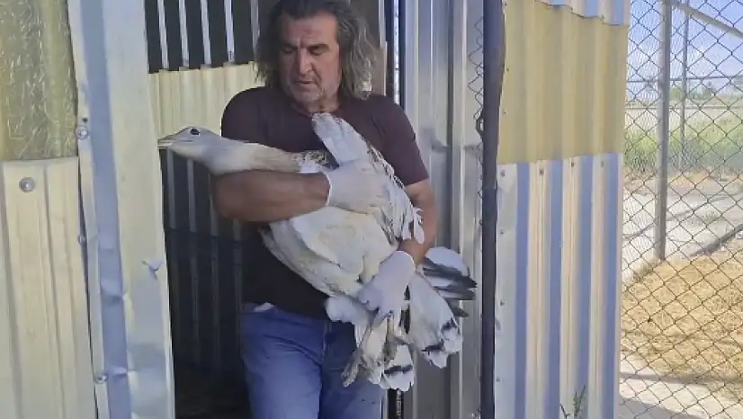 Van YYÜ'de tedavi edilen Toy Kuşu salındı