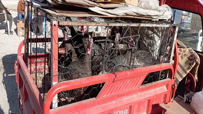 Yılbaşı öncesi hindi satışlarına yoğun ilgi