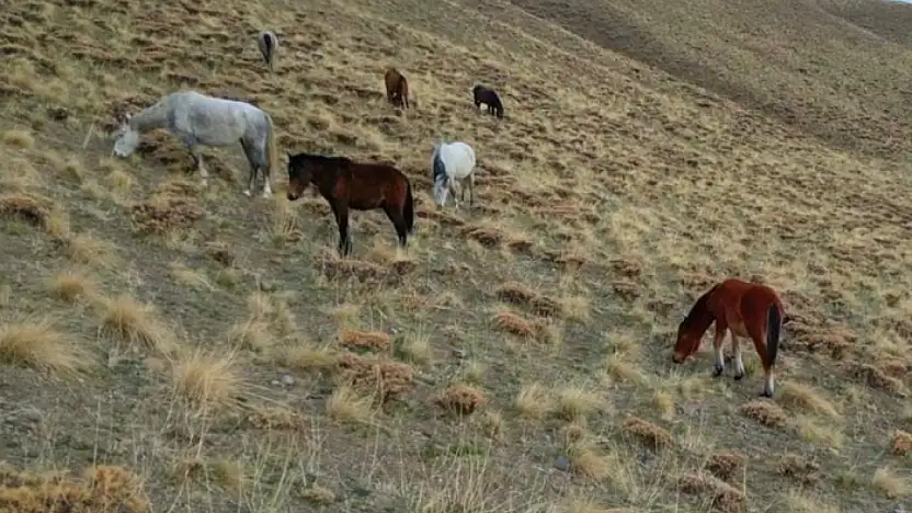 Başıboş bırakılan at ve eşekler hem trafiği hem yaban hayatını tehdit ediyor
