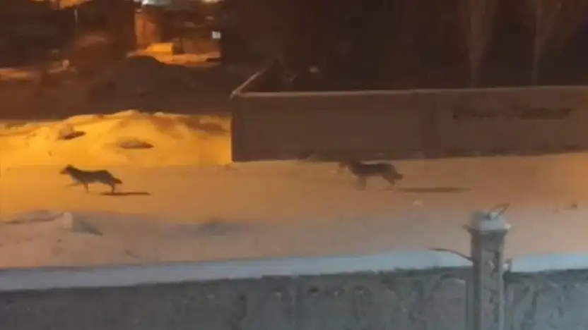 Başkale'de aç kalan kurtlar ilçeye indi
