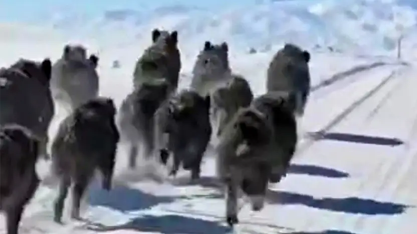 Başkale'de domuz sürüsü görüntülendi