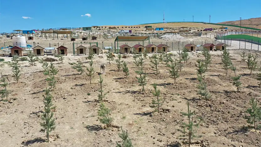 Büyükşehir'den ağaçlandırma çalışması