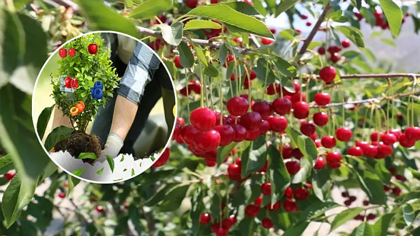 Çiftçiye büyük destek: Sertifikalı meyve fidanı 18 TL'ye dağıtılacak