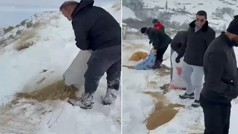Dağ keçileri için yem bırakıldı