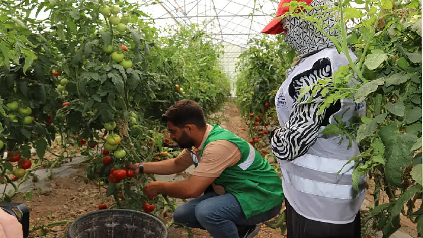Edremit'te sebzelerin ilk hasadı yapıldı