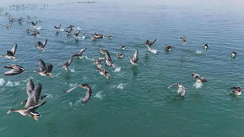 Erçek Gölü'nün misafirleri havadan görüntülendi