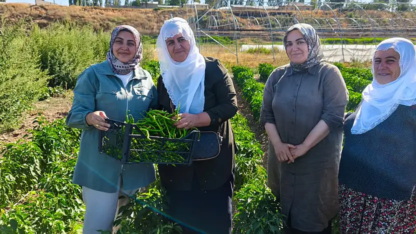 Erciş'te kadın kent bostanı'nda ilk hasat sevinci