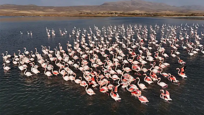 Flamingolar, Erçek Gölü'ndeki konaklama süresini uzattı