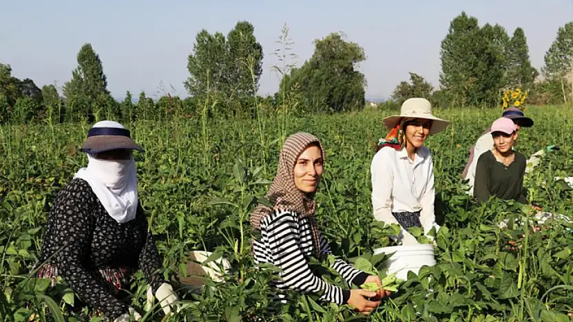 Gevaş fasulyesi girişimci kadınların eliyle değerleniyor
