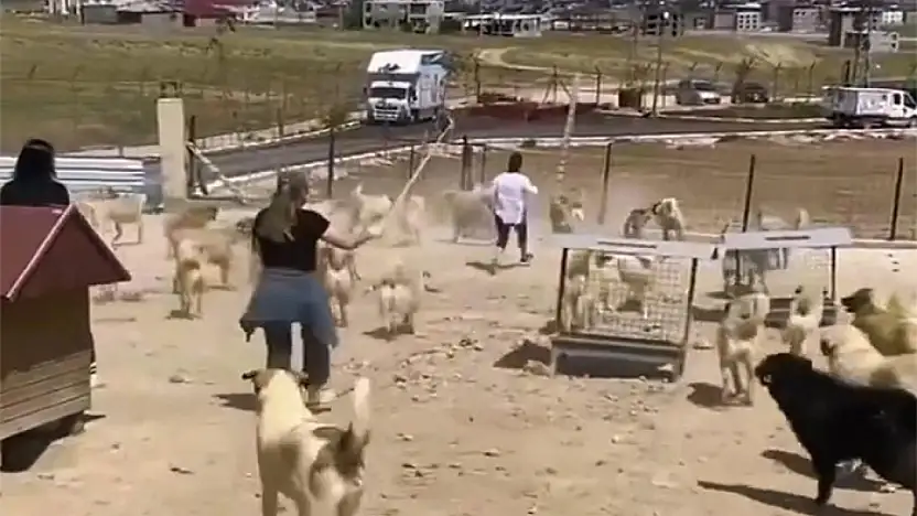 Hayvan barınağındaki köpekler birbirine saldırdı
