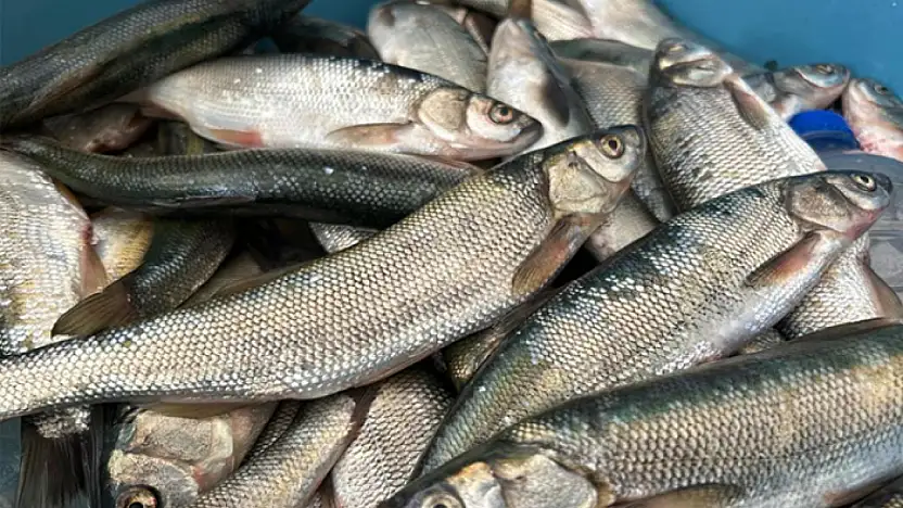 İnci kefali tezgâhlarda yerini aldı