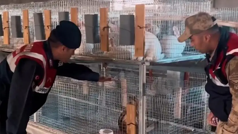 Kızıl şahin emin ellerde