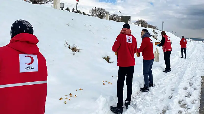 Kızılay Erciş Şubesi, sokak hayvanlarına yardım eli uzattı