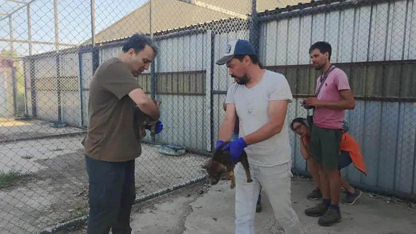 Kurtlar ve köpeklerin akrabalığı araştırılıyor