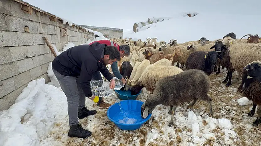 Muradiye'de hayvan yetiştiricilerine kış desteği