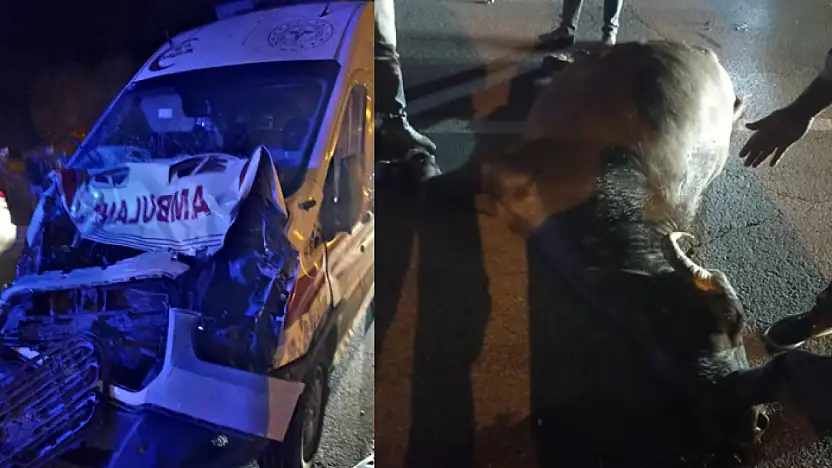 Muş'tan Van'a hasta taşıyan ambulans mandaya çarptı