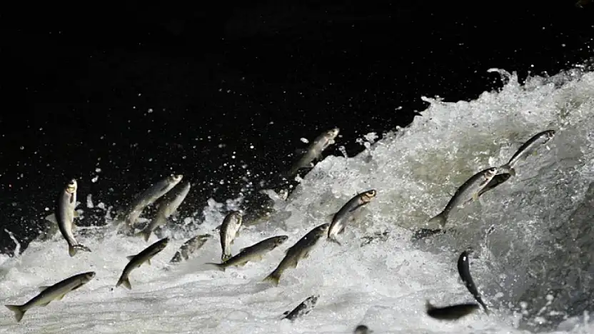 Prof. Dr. Alaeddinoğlu: İnci kefalinin nesli ciddi tehdit altında