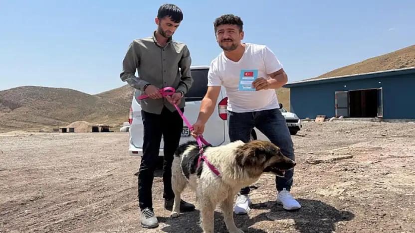 Sahibinin mezarından ayrılmayan köpek teslim alındı