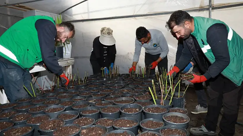 Seralarda kışın ilk fideleri dikiliyor