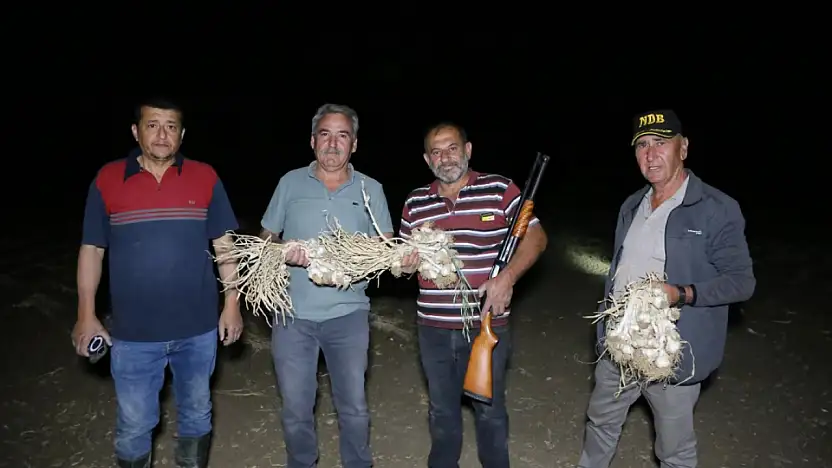 Tüfekle Beyaz Altın nöbeti! Kilogramı 250 lirayı buluyor