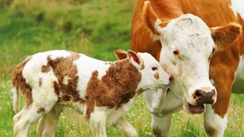 Van Bölgesi Veteriner Hekimleri Odası'ndan önemli etkinlik