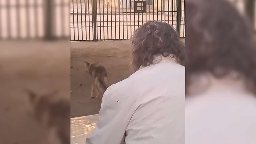 Van'da alıkonulan bir kurt daha korumaya alındı