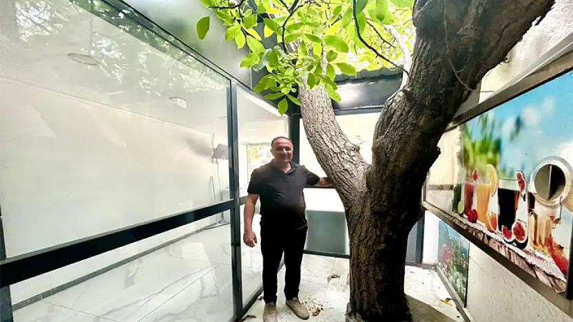 Van'da asırlık ceviz ağacı iş yerinin ortasında yaşatılıyor