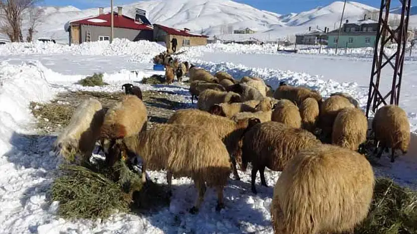 Van'da besicilerin zorlu kış mesaisi
