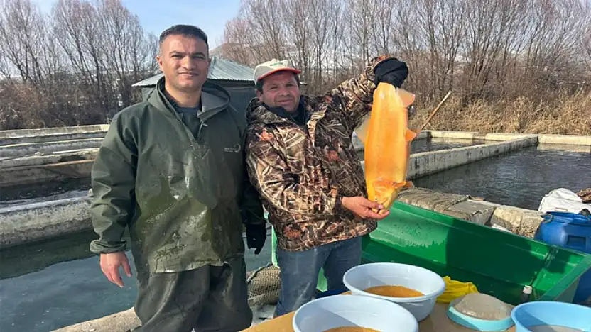 Van'da binlerce ton kapasiteli tesislerde alabalık sağımı başladı