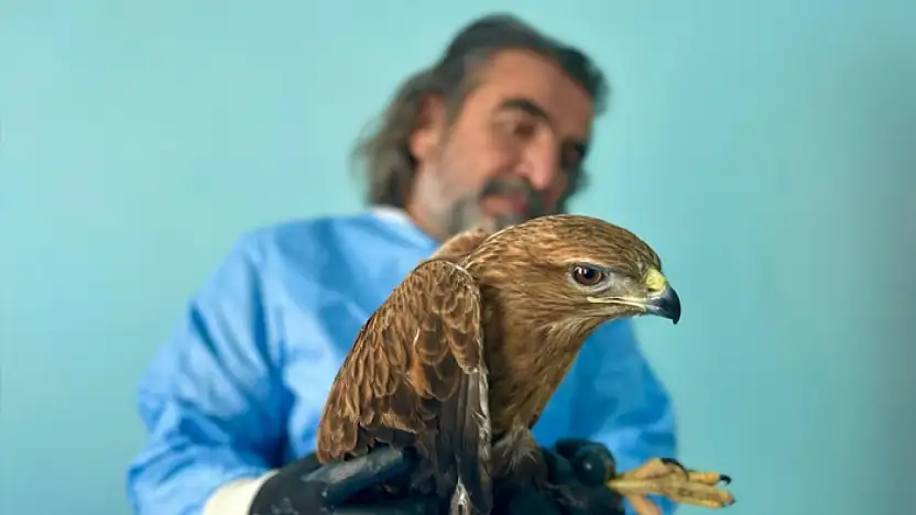 Van'da bitkin düşen yaban hayvanlarına şefkat eli