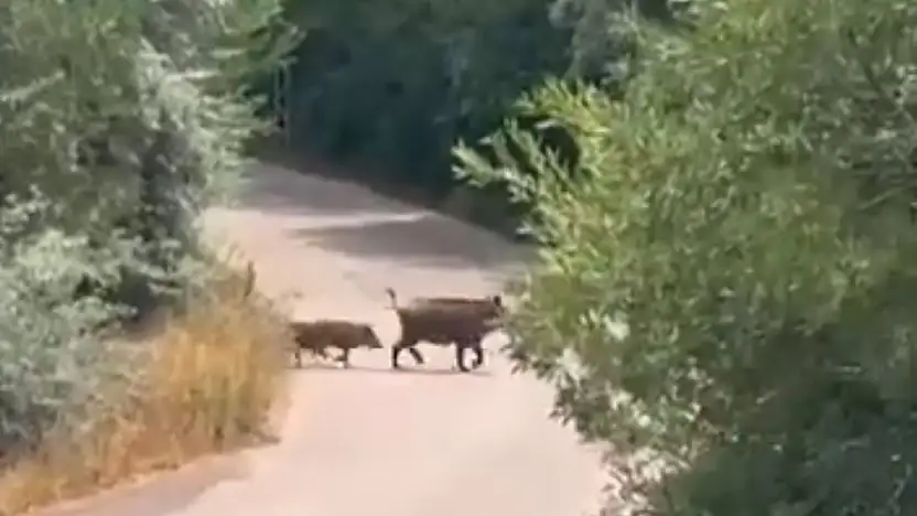 Van'da domuz sürüsü görüntülendi