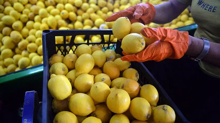 Van'da limon fiyatları cep yakıyor