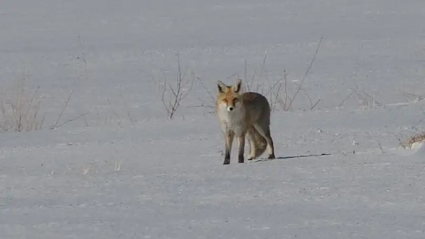 Van'da tilkilerin kar altındaki fare avı görüntülendi