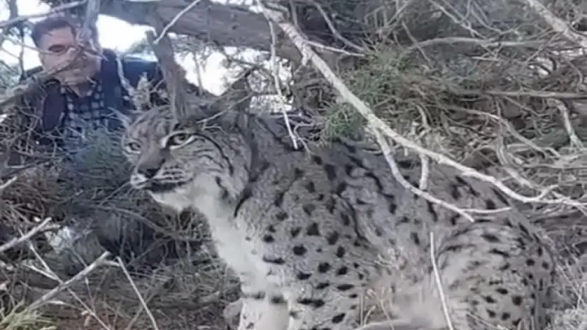 Van'da vaşak görüntülendi