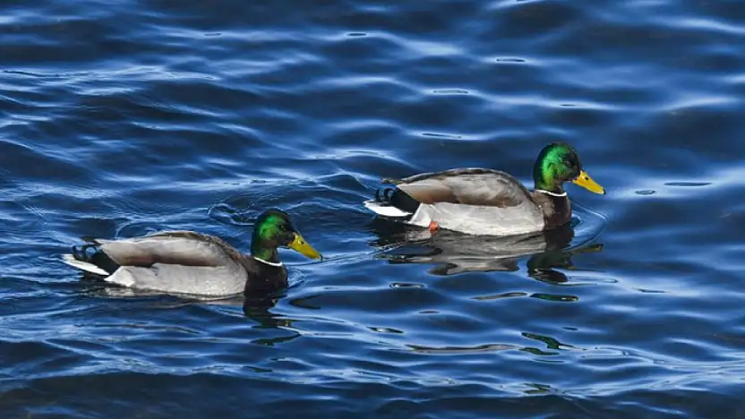 Van Gölü sahilinde yeşilbaş ördekler görüntülendi