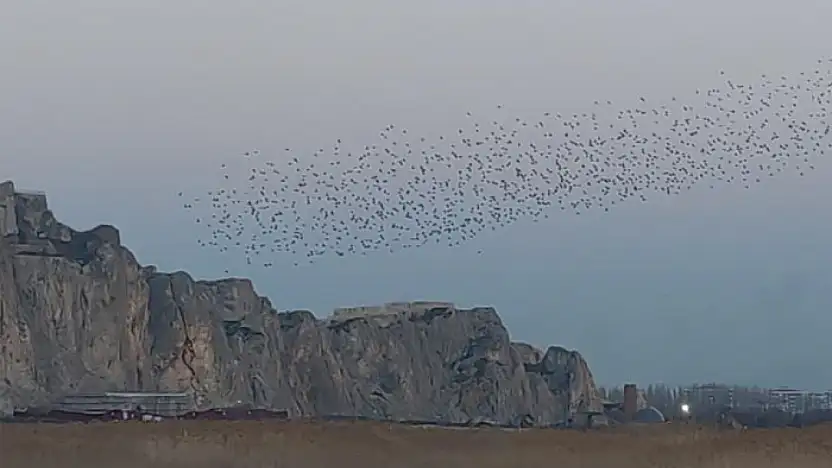 Van Kalesi semalarında sığırcık dansı