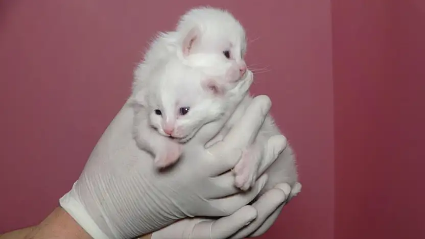 Van Kedi Villası'nda bu yıl 120 yavru dünyaya geldi