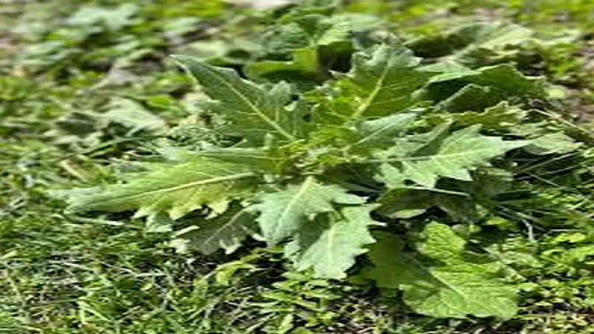 Van Tarım ve Orman İl Müdürlüğü'nden 'güzelavrat otu' uyarısı