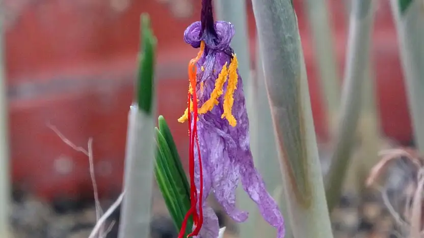 VANF Herbaryumu'nda safran koruma altında