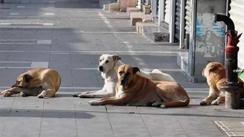 Vangölü Aktivistleri: Sokak hayvanlarına dair uygulamalar yeniden gözden geçirilmeli