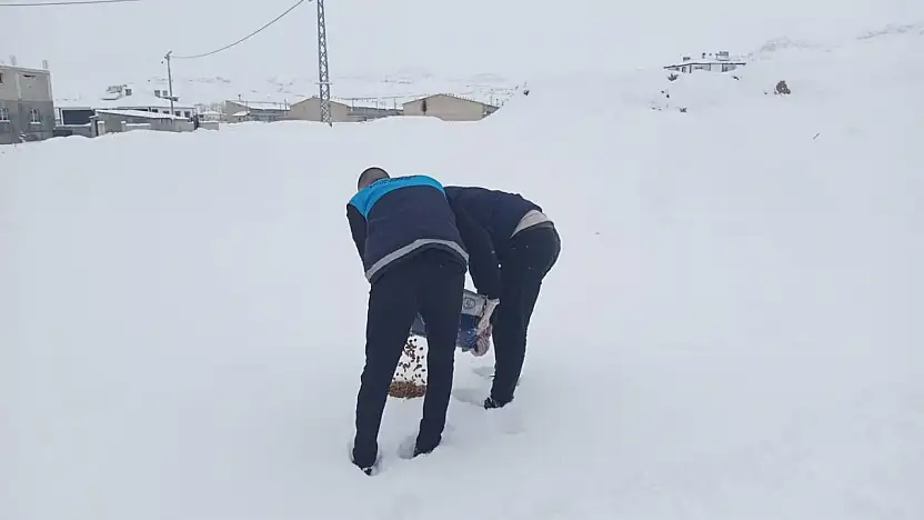 Yaban hayvanları için Erek Dağı eteklerinde yem bırakıldı