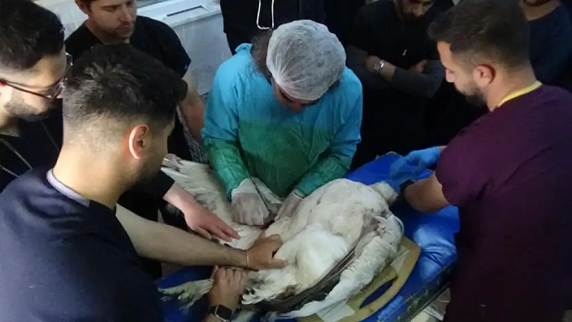 Yaralı toy kuşunun tedavisi Van'da sürüyor